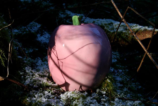 Pink apple